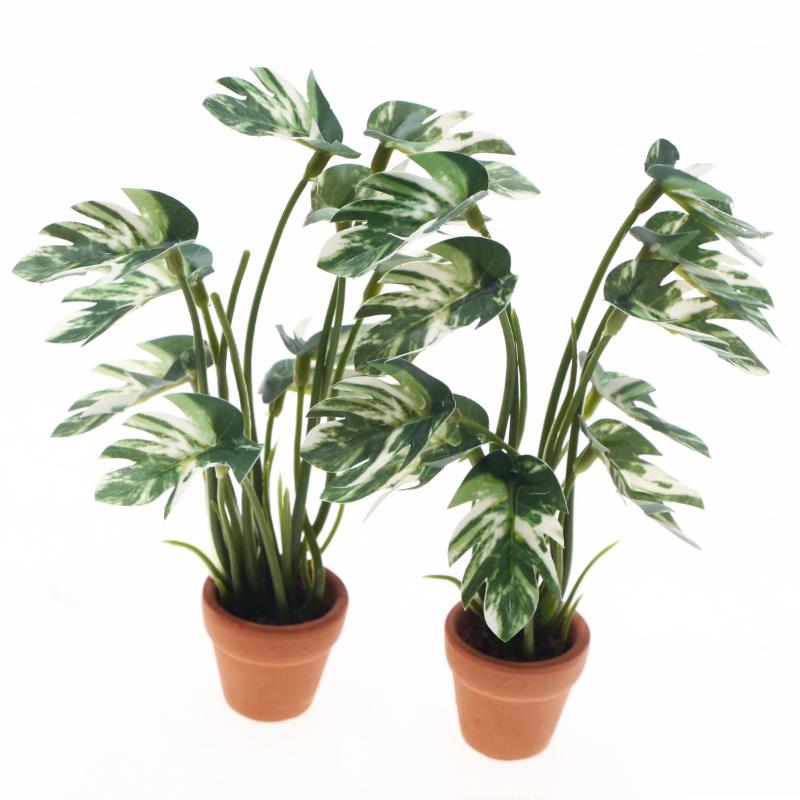جديد. نموذج نبات مونستيرا أخضر - مراجعة Smart Garden In Home وسعره